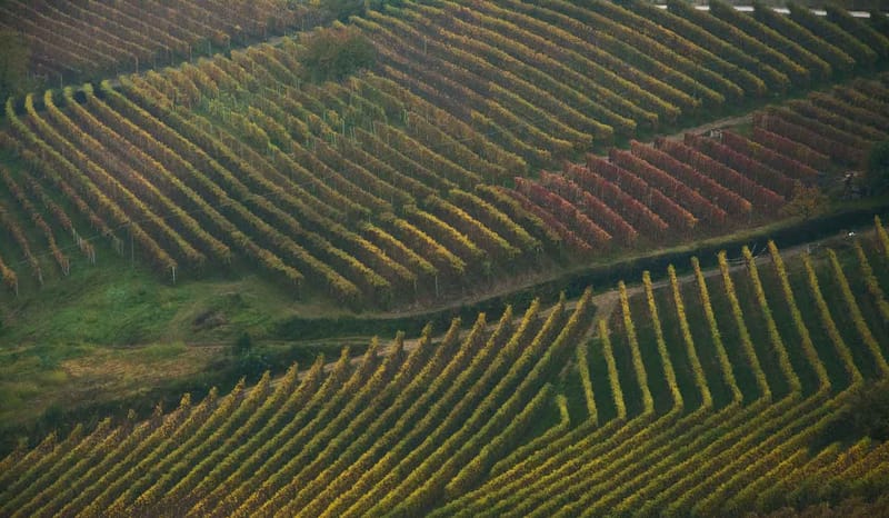 Langhe in Autunno