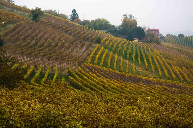 Langhe in Autunno