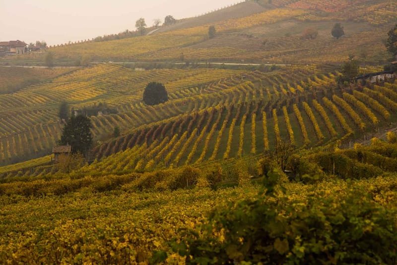 Langhe in Autunno