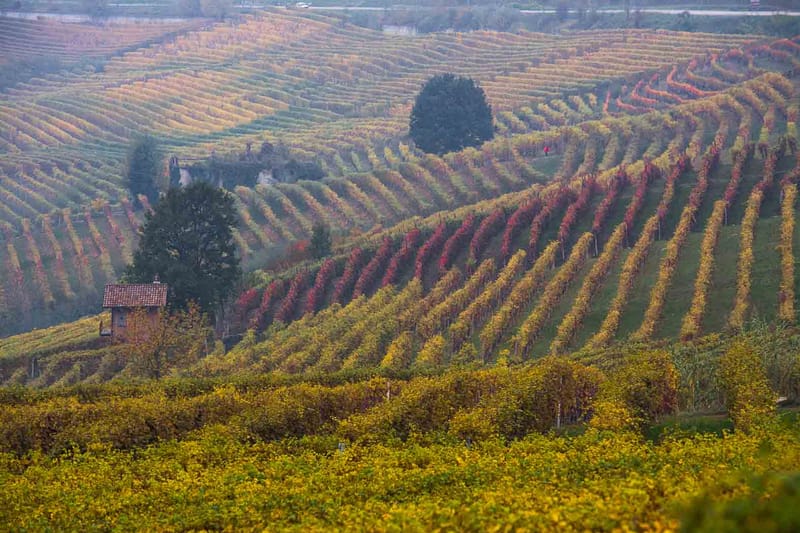 Langhe in Autunno
