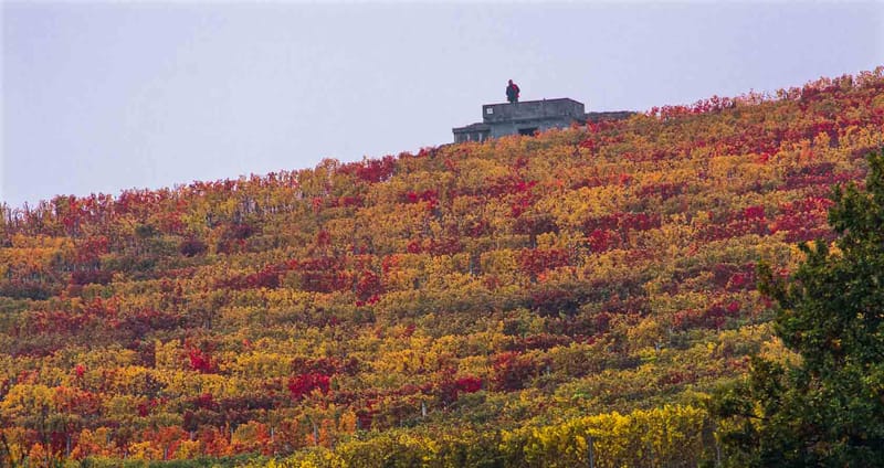 Langhe in Autunno