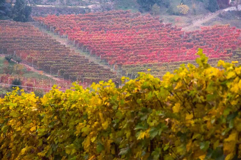 Langhe in Autunno