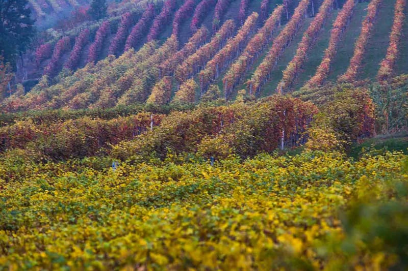 Langhe in Autunno