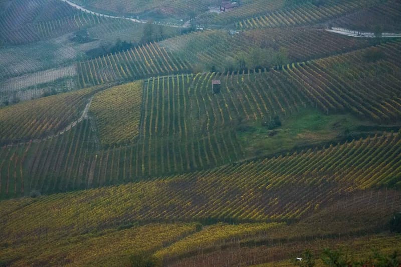 Langhe in Autunno