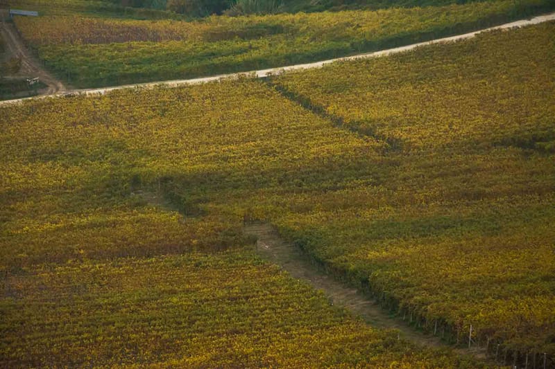 Langhe in Autunno
