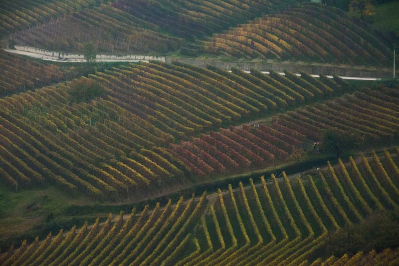 Langhe in Autunno