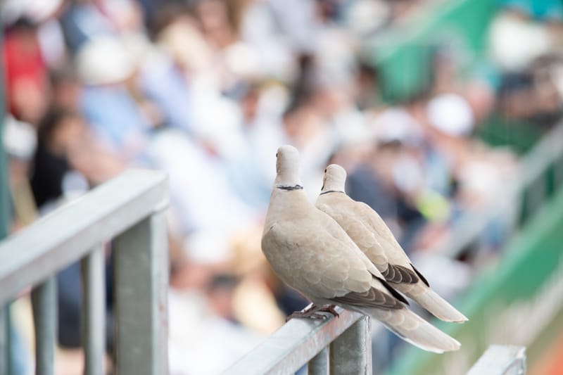 Rolex Montecarlo Master 2026