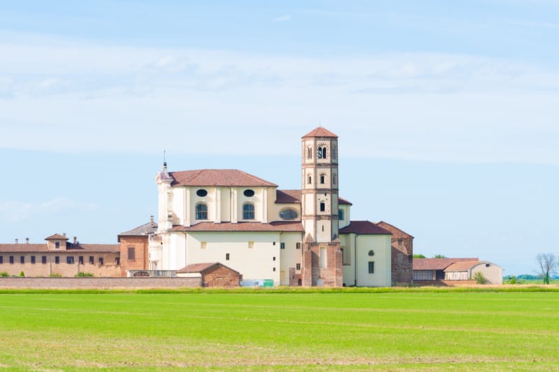 Ibis nelle risaie vercellesi (giugno 2026)