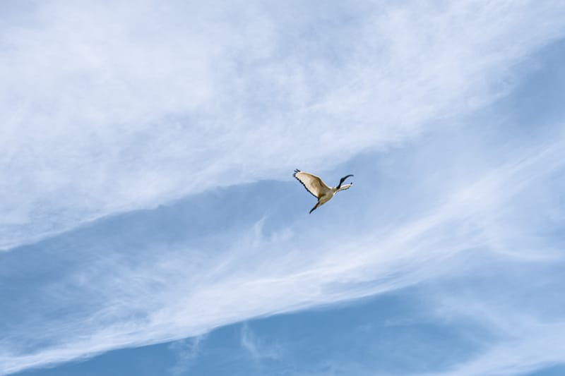 Ibis nelle risaie vercellesi (giugno 2026)