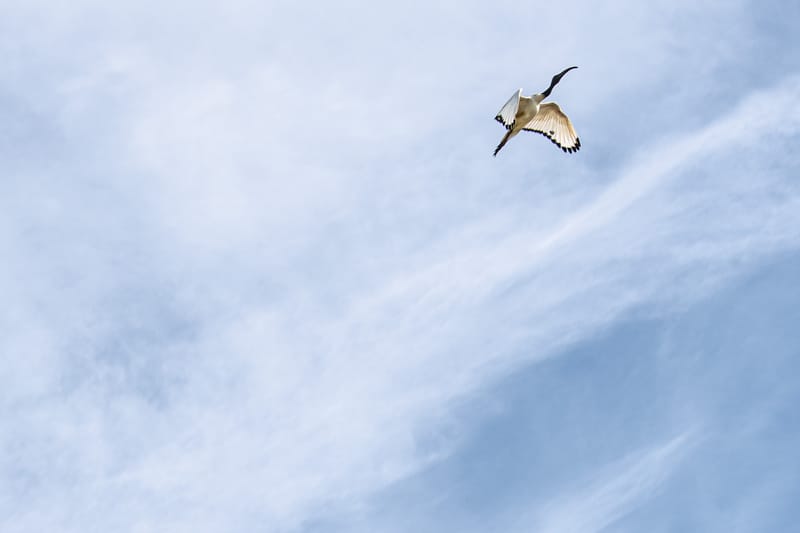 Ibis nelle risaie vercellesi (giugno 2026)