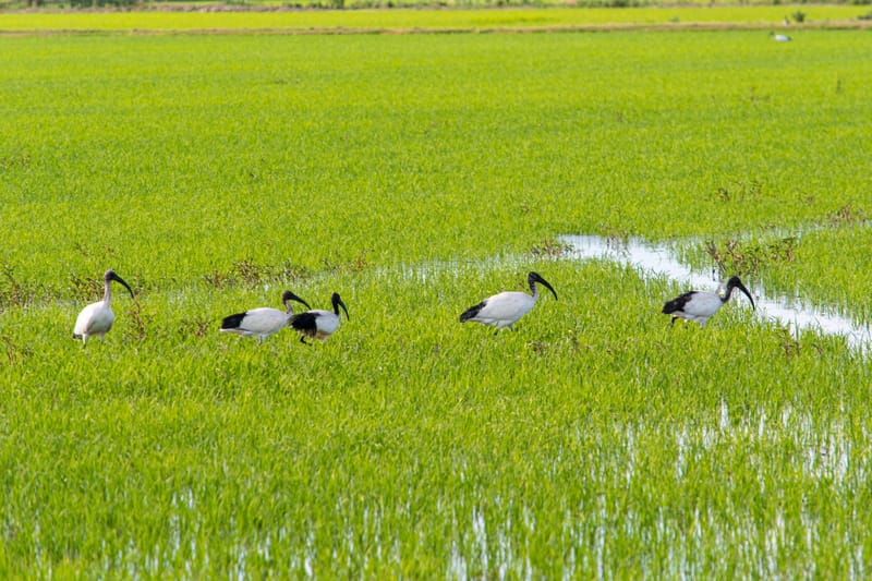 Ibis nelle risaie vercellesi (giugno 2026)
