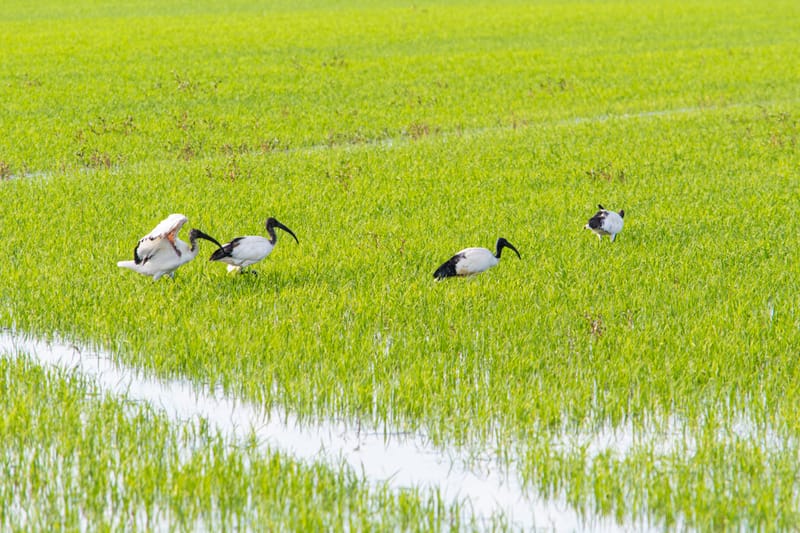 Ibis nelle risaie vercellesi (giugno 2026)