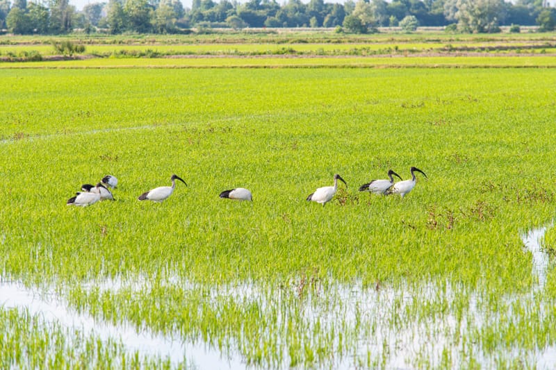Ibis nelle risaie vercellesi (giugno 2026)