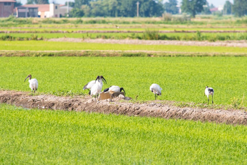 Ibis nelle risaie vercellesi (giugno 2026)