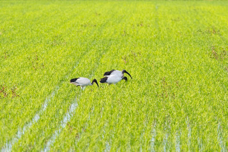 Ibis nelle risaie vercellesi (giugno 2026)