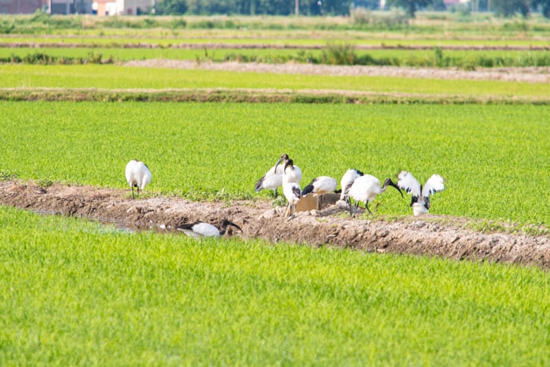 Ibis nelle risaie vercellesi (giugno 2026)