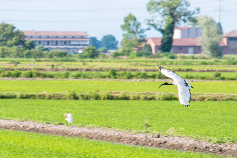 Ibis nelle risaie vercellesi (giugno 2026)