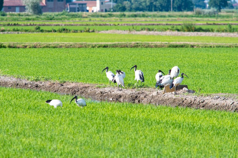 Ibis nelle risaie vercellesi (giugno 2026)