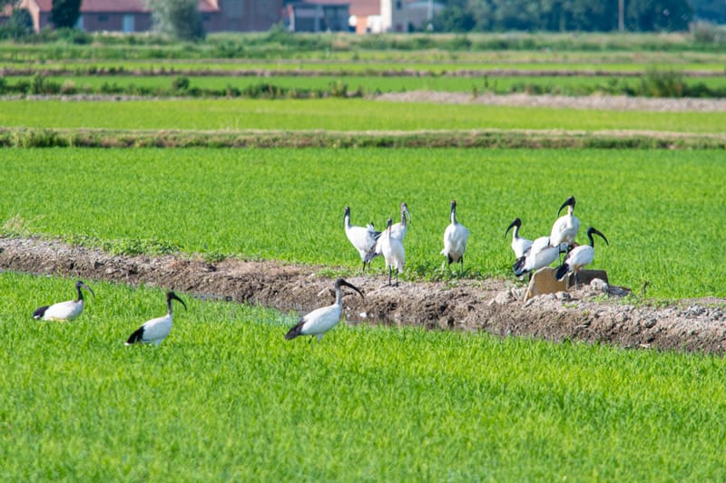 Ibis nelle risaie vercellesi (giugno 2026)