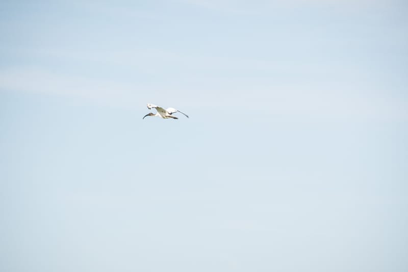 Ibis nelle risaie vercellesi (giugno 2026)