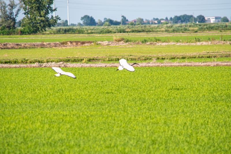 Ibis nelle risaie vercellesi (giugno 2026)