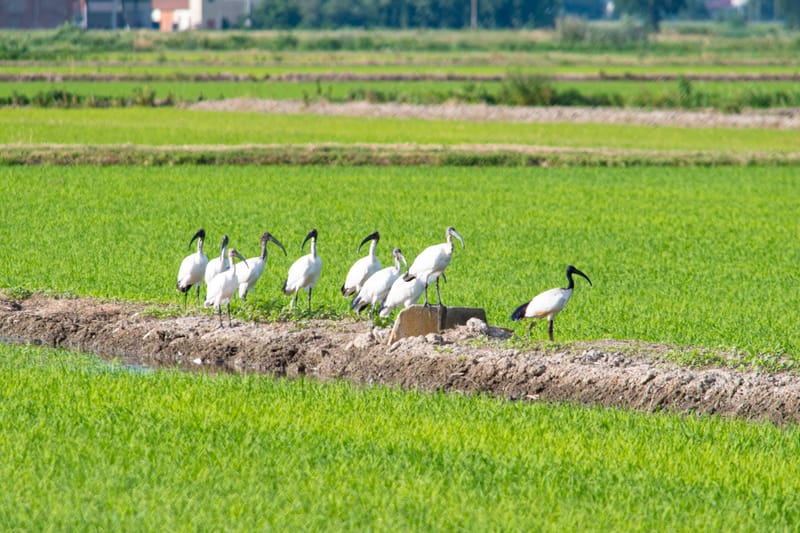 Ibis nelle risaie vercellesi (giugno 2026)