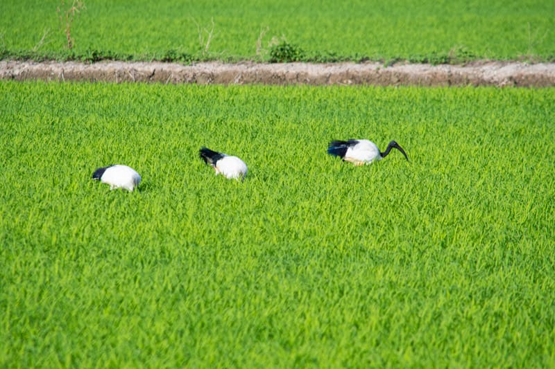 Ibis nelle risaie vercellesi (giugno 2026)