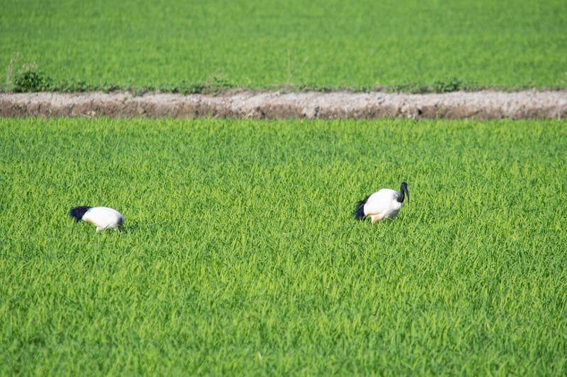 Ibis nelle risaie vercellesi (giugno 2026)