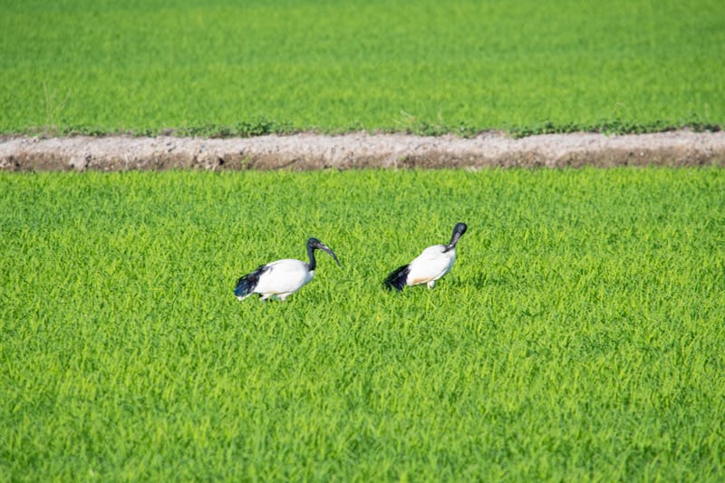 Ibis nelle risaie vercellesi (giugno 2026)