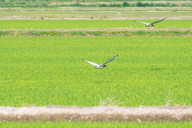 Ibis nelle risaie vercellesi (giugno 2026)
