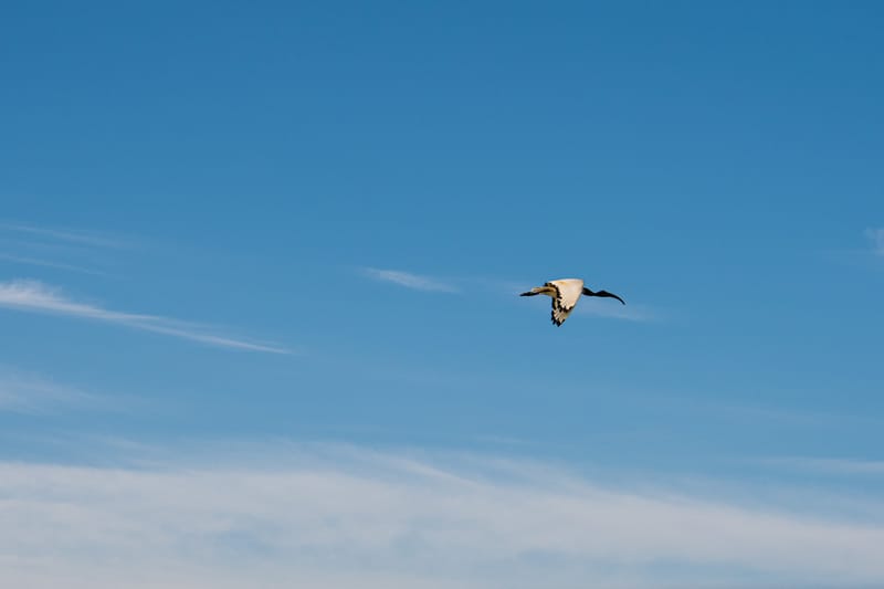 Ibis nelle risaie vercellesi (giugno 2026)