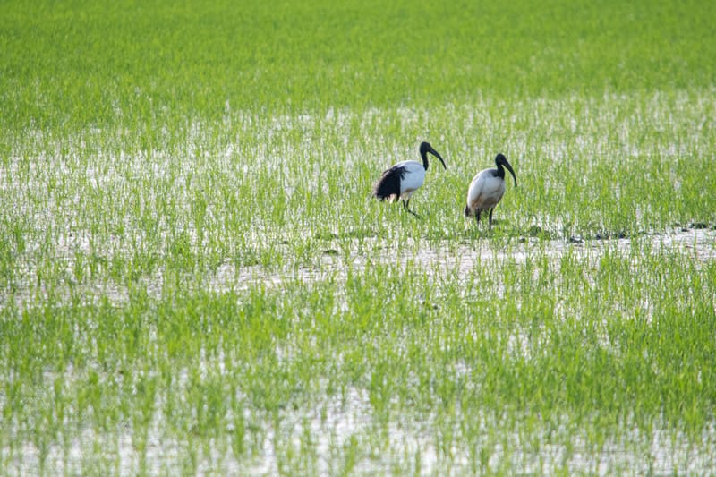 Ibis nelle risaie vercellesi (giugno 2026)
