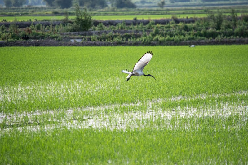 Ibis nelle risaie vercellesi (giugno 2026)