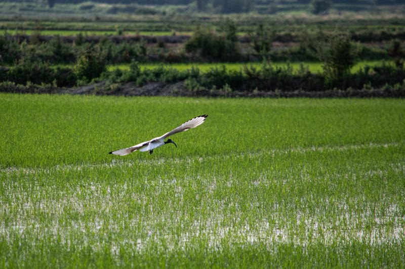 Ibis nelle risaie vercellesi (giugno 2026)