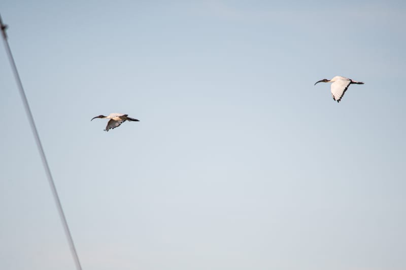 Ibis nelle risaie vercellesi (giugno 2026)