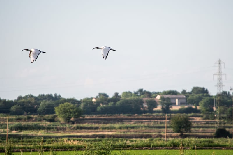 Ibis nelle risaie vercellesi (giugno 2026)