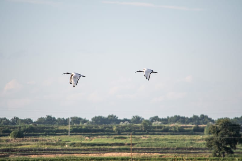 Ibis nelle risaie vercellesi (giugno 2026)