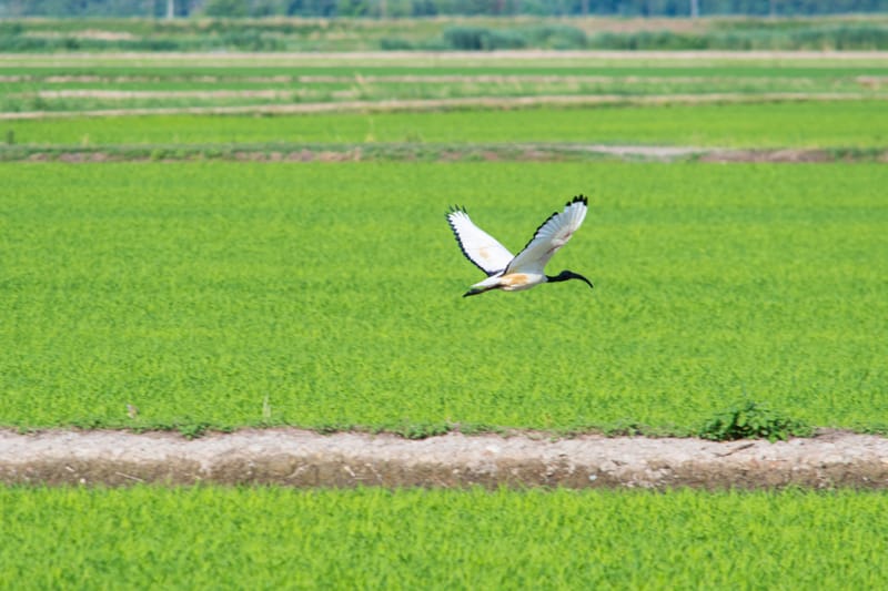 Ibis nelle risaie vercellesi (giugno 2026)