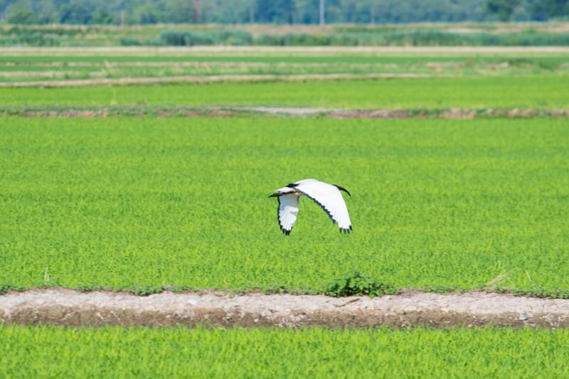 Ibis nelle risaie vercellesi (giugno 2026)