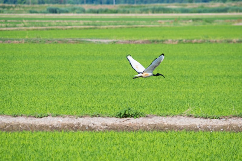 Ibis nelle risaie vercellesi (giugno 2026)