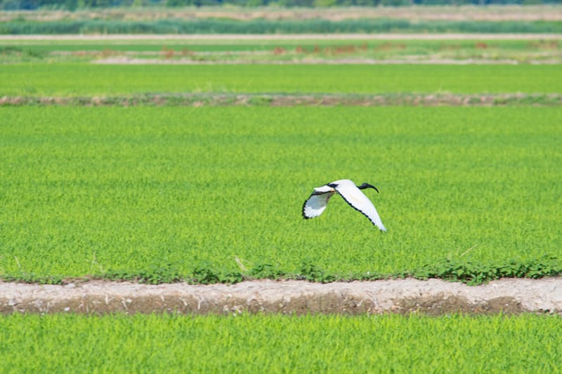 Ibis nelle risaie vercellesi (giugno 2026)