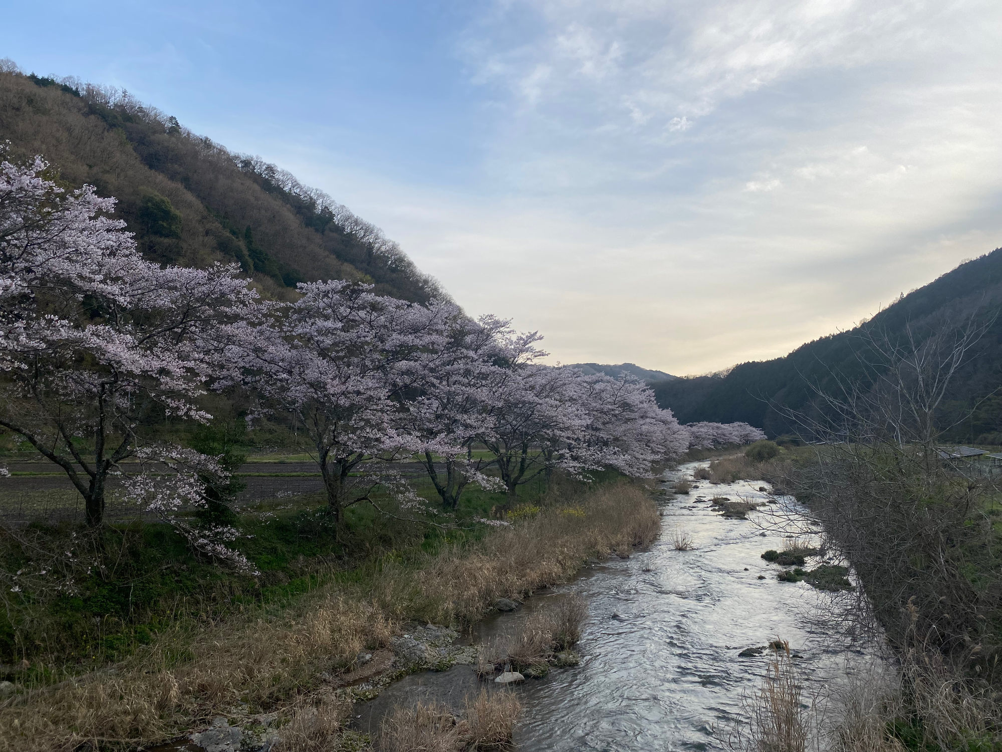田総川あゆ・ます釣り