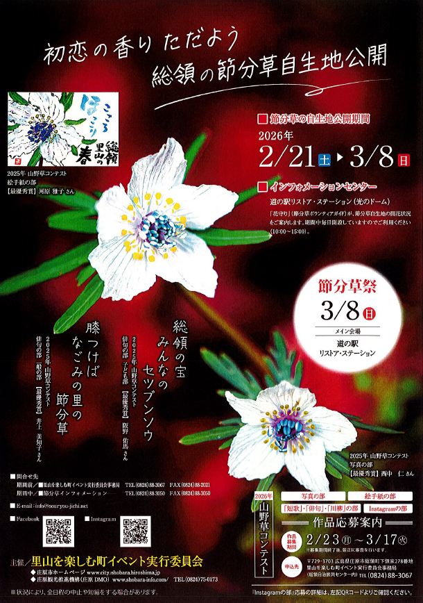 春いちばんの小さな花　節分草　自生地公開　　　　　　　　２月２１日より　