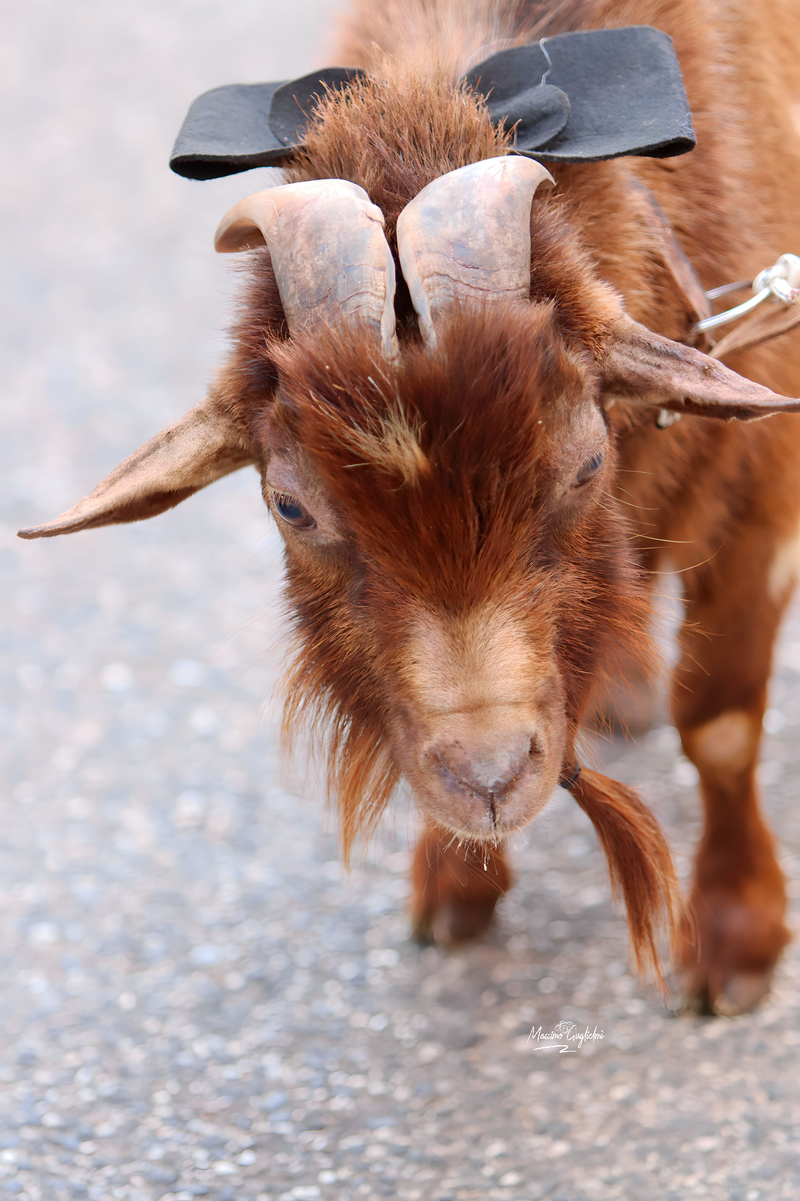 Riccia - 92° Festa dell'uva -