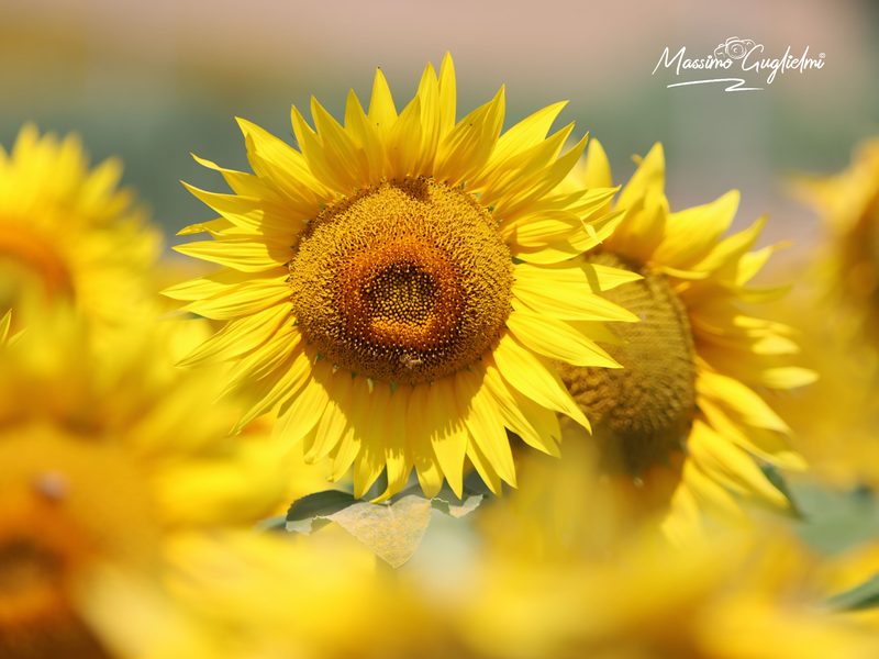 Montenero di Bisaccia