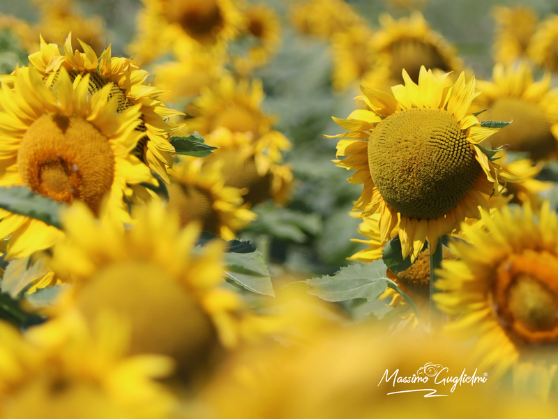 Montenero di Bisaccia