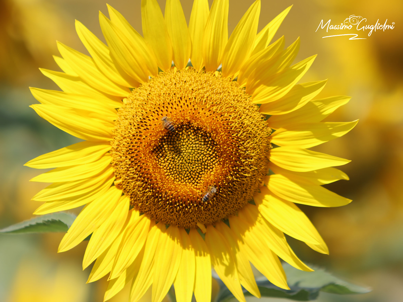 Montenero di Bisaccia