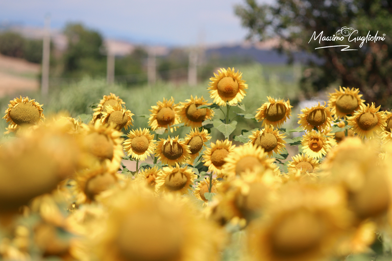 Montenero di Bisaccia