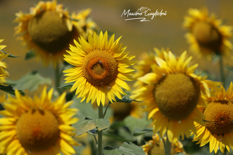 Montenero di Bisaccia