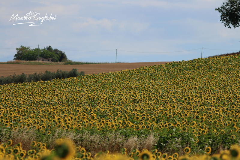 Montenero di Bisaccia